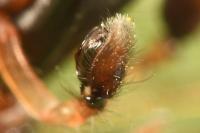 Clubiona pseudoneglecta