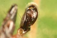 Clubiona pseudoneglecta