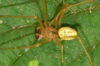 Enoplognatha latimana