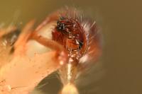 Enoplognatha latimana