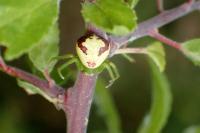 Ebrechtella tricuspidata