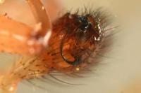 Enoplognatha latimana