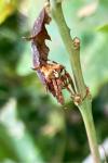 Araneus angulatus