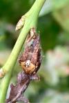 Araneus angulatus