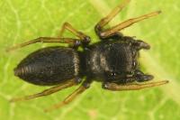 Heliophanus cupreus