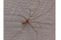 Pholcus phalangioides