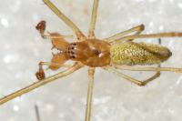 Tetragnatha extensa