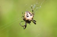 Larinioides cornutus