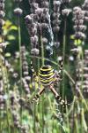 Argiope bruennichi