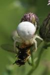 Misumena vatia