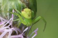 Ebrechtella tricuspidata
