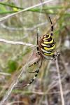 Argiope bruennichi