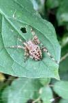 Araneus diadematus