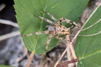 Araneus diadematus