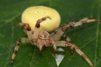 Araneus quadratus