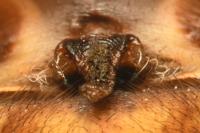 Araneus quadratus