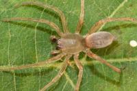 Clubiona terrestris