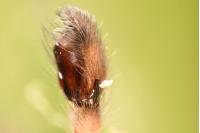 Clubiona terrestris