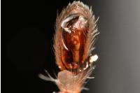 Clubiona terrestris