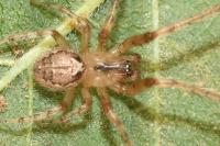 Zygiella x-notata