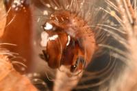 Zygiella x-notata