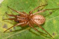 Stemonyphantes lineatus