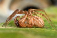 Stemonyphantes lineatus