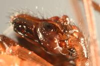 Stemonyphantes lineatus