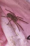 Zoropsis spinimana