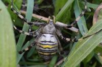 Argiope bruennichi