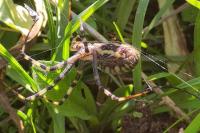 Argiope bruennichi