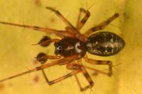 Lepthyphantes minutus