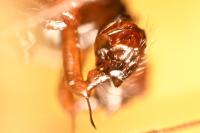 Lepthyphantes minutus