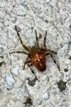 Araneus diadematus