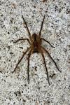 Zoropsis spinimana