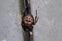 Nuctenea umbratica