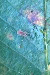 Nigma flavescens