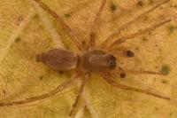 Clubiona terrestris