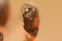 Clubiona terrestris