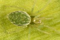 Nigma walckenaeri