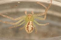 Diaea dorsata