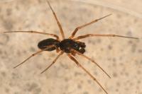 Bathyphantes nigrinus