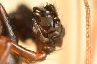 Bathyphantes nigrinus