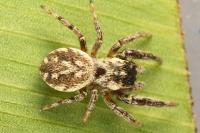 Macaroeris nidicolens