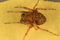 Araneus triguttatus