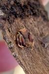 Pistius truncatus