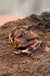 Pistius truncatus