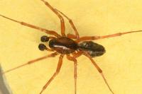 Neriene clathrata