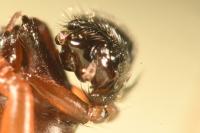 Neriene clathrata