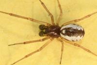 Frontinellina frutetorum